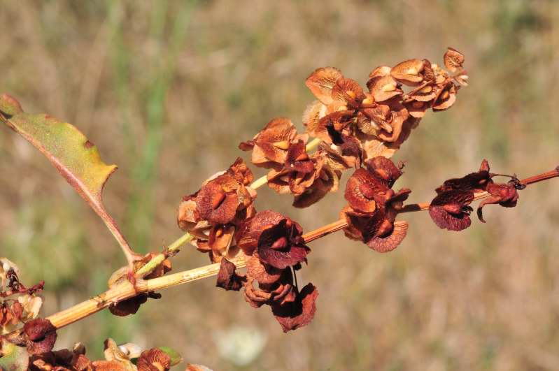 Rumex crispus / Romice crespo